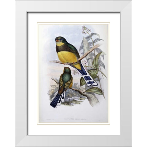 Reinwardts Trogon White Modern Wood Framed Art Print with Double Matting by Glover, John
