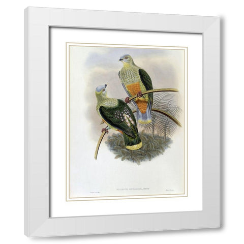 Richards Fruit-Pigeon White Modern Wood Framed Art Print with Double Matting by Gould, John