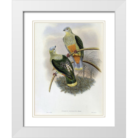 Richards Fruit-Pigeon White Modern Wood Framed Art Print with Double Matting by Gould, John
