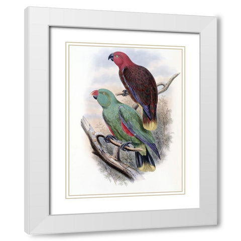 Riedels Parrot White Modern Wood Framed Art Print with Double Matting by Gould, John
