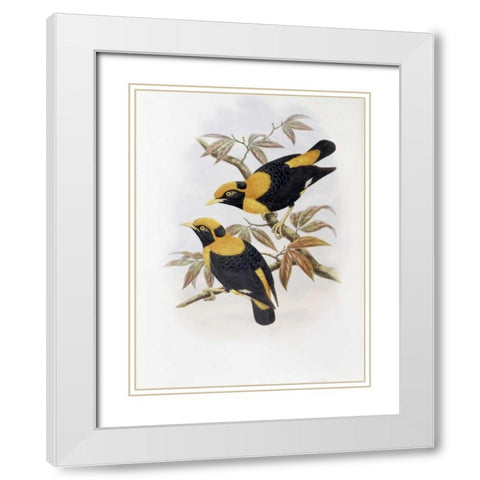 Robertsons Starling White Modern Wood Framed Art Print with Double Matting by Glover, John