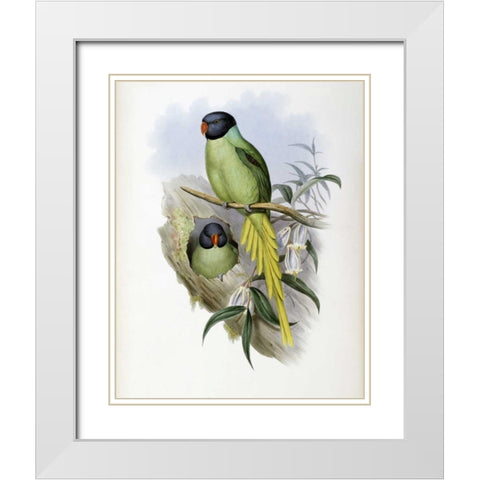 Slaty-Headed Parakeet White Modern Wood Framed Art Print with Double Matting by Glover, John