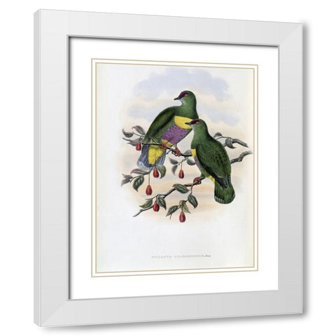 Solomon-Island Fruit-Pigeon White Modern Wood Framed Art Print with Double Matting by Gould, John