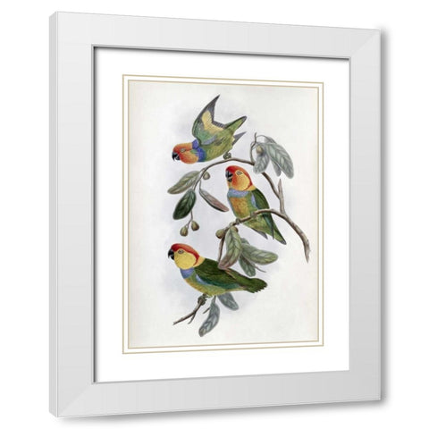 Southern Ring Perroquet White Modern Wood Framed Art Print with Double Matting by Glover, John