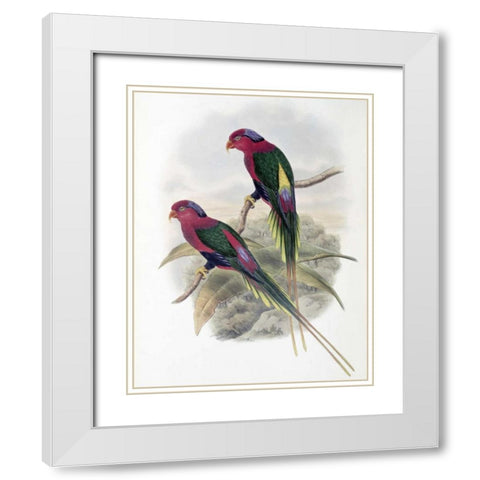 Stella Parakeet White Modern Wood Framed Art Print with Double Matting by Glover, John