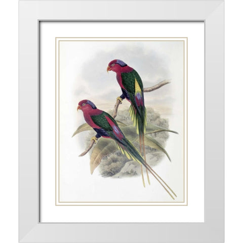 Stella Parakeet White Modern Wood Framed Art Print with Double Matting by Glover, John