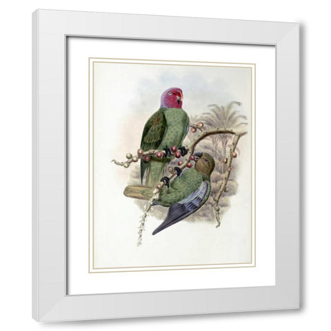 Tenimber Parrot White Modern Wood Framed Art Print with Double Matting by Glover, John