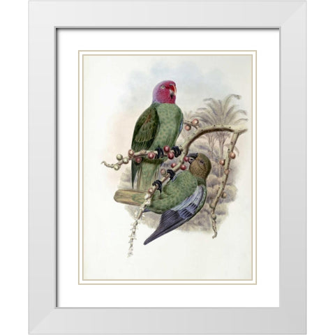 Tenimber Parrot White Modern Wood Framed Art Print with Double Matting by Glover, John