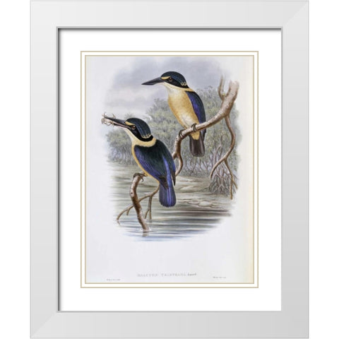 Tristrams Kingfisher White Modern Wood Framed Art Print with Double Matting by Glover, John