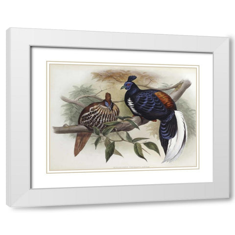 Vieillots Fireback White Modern Wood Framed Art Print with Double Matting by Glover, John