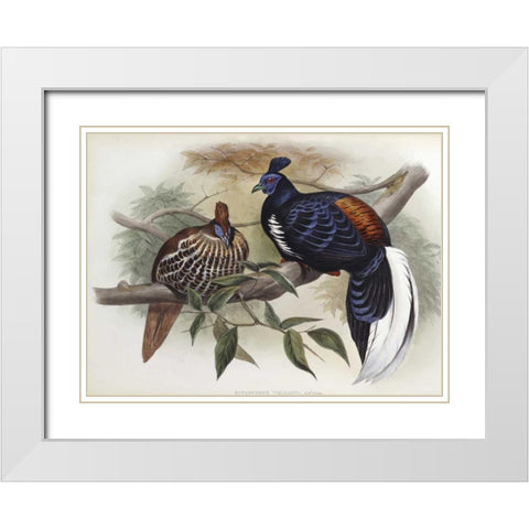 Vieillots Fireback White Modern Wood Framed Art Print with Double Matting by Glover, John