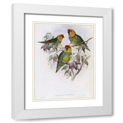 Western Perroquet White Modern Wood Framed Art Print with Double Matting by Glover, John