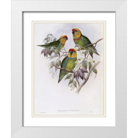 Western Perroquet White Modern Wood Framed Art Print with Double Matting by Glover, John