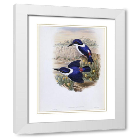 White-Backed Kingfisher White Modern Wood Framed Art Print with Double Matting by Gould, John