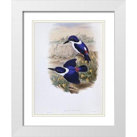 White-Backed Kingfisher White Modern Wood Framed Art Print with Double Matting by Gould, John