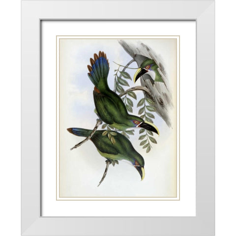 White-Banded Groove-Bill - Toucan White Modern Wood Framed Art Print with Double Matting by Glover, John