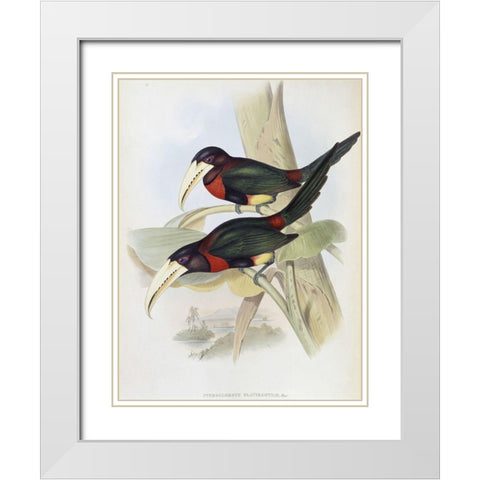 Yellow-Billed Aracari (Toucan) White Modern Wood Framed Art Print with Double Matting by Gould, John
