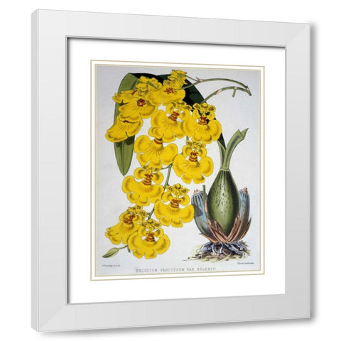 Oncidium Varicosum Var. Rogers II White Modern Wood Framed Art Print with Double Matting by Jennings, Samuel
