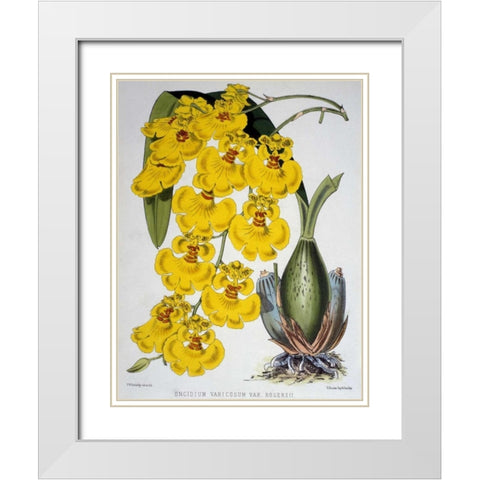 Oncidium Varicosum Var. Rogers II White Modern Wood Framed Art Print with Double Matting by Jennings, Samuel