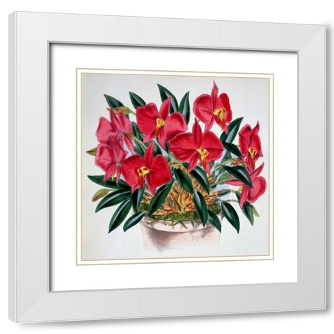 Sophronitis Grandiflora White Modern Wood Framed Art Print with Double Matting by Jennings, Samuel