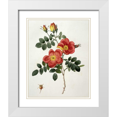 Rosa Eglanteria - Punicea White Modern Wood Framed Art Print with Double Matting by Redoute, Pierre Joseph