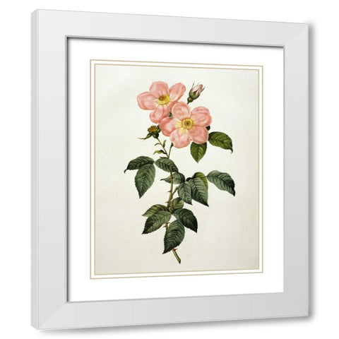Rosa Indica Frangras - Flora Simplici White Modern Wood Framed Art Print with Double Matting by Redoute, Pierre Joseph