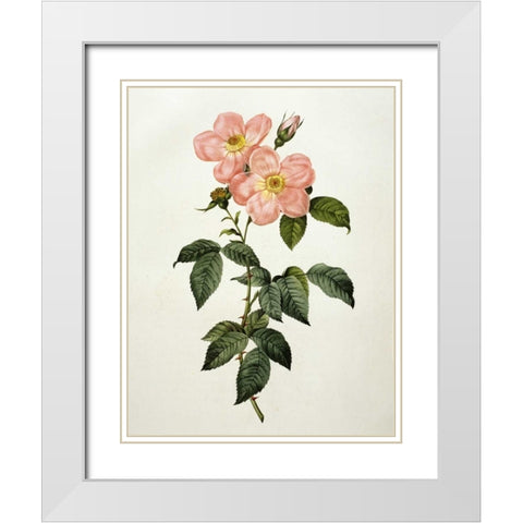 Rosa Indica Frangras - Flora Simplici White Modern Wood Framed Art Print with Double Matting by Redoute, Pierre Joseph
