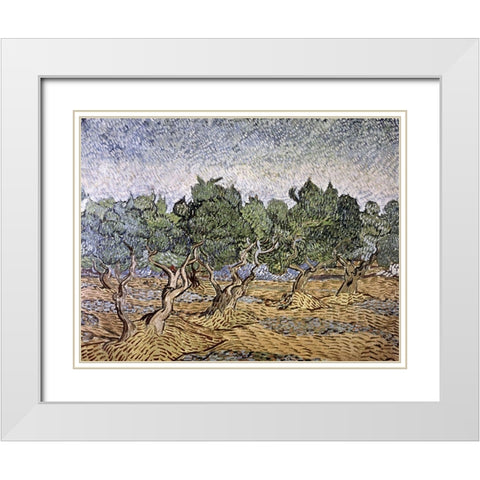 Olive Orchard, Violet Soil White Modern Wood Framed Art Print with Double Matting by Van Gogh, Vincent