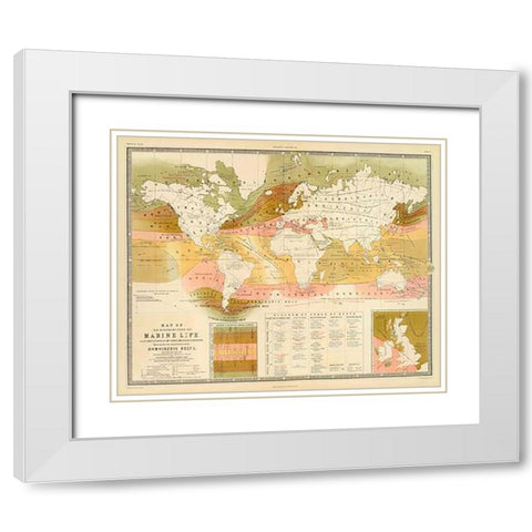 Marine life, 1854 White Modern Wood Framed Art Print with Double Matting by Forbes, Edward
