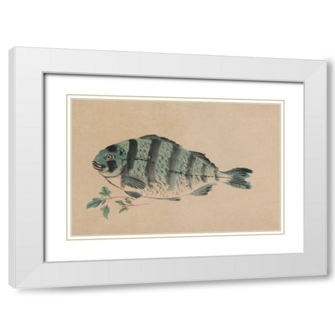 Striped Bass White Modern Wood Framed Art Print with Double Matting by Unknown