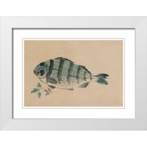 Striped Bass White Modern Wood Framed Art Print with Double Matting by Unknown