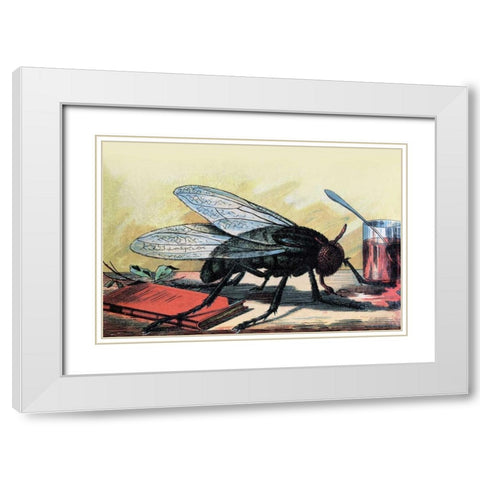 Fly White Modern Wood Framed Art Print with Double Matting by Unknown