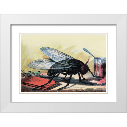 Fly White Modern Wood Framed Art Print with Double Matting by Unknown