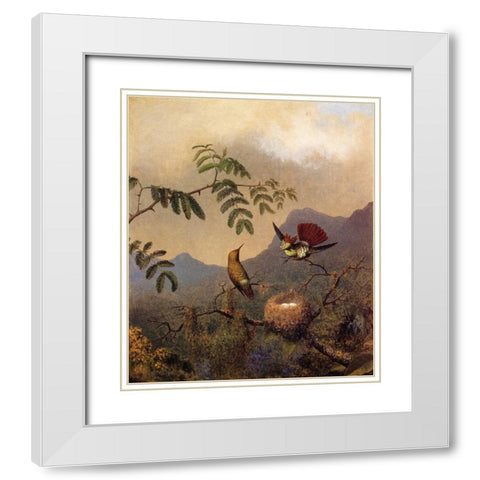 Frilled Coquette White Modern Wood Framed Art Print with Double Matting by Heade, Martin Johnson
