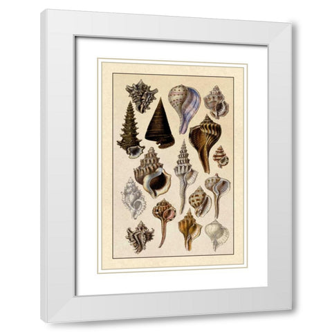 Shells: Trachelipoda #4 White Modern Wood Framed Art Print with Double Matting by Sowerby, G.B.