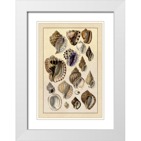 Shells: Purpurifera White Modern Wood Framed Art Print with Double Matting by Sowerby, G.B.
