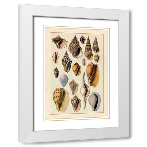 Shells: Trachelipoda #6 White Modern Wood Framed Art Print with Double Matting by Sowerby, G.B.