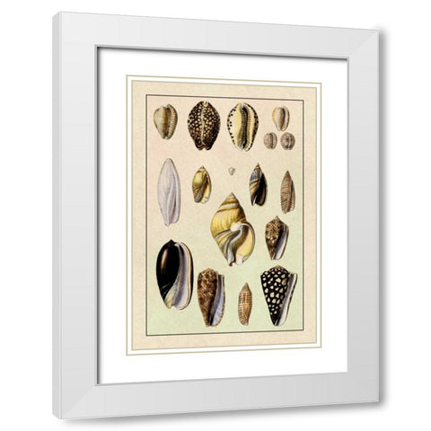 Shells: Convoltae and Orthocerata White Modern Wood Framed Art Print with Double Matting by Sowerby, G.B.