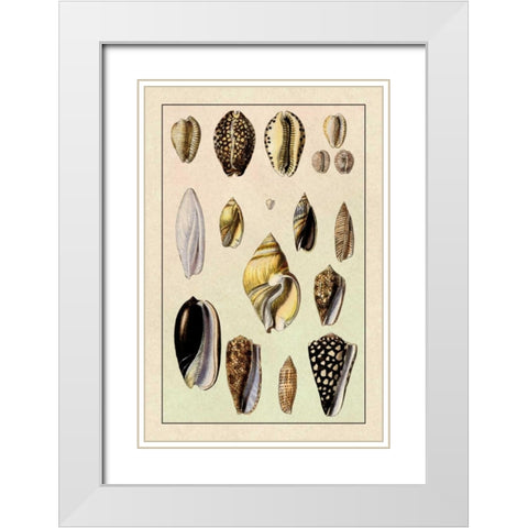 Shells: Convoltae and Orthocerata White Modern Wood Framed Art Print with Double Matting by Sowerby, G.B.