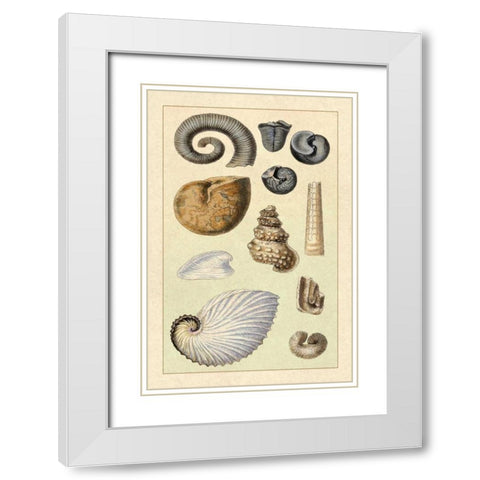 Shells: Ammonacea White Modern Wood Framed Art Print with Double Matting by Sowerby, G.B.