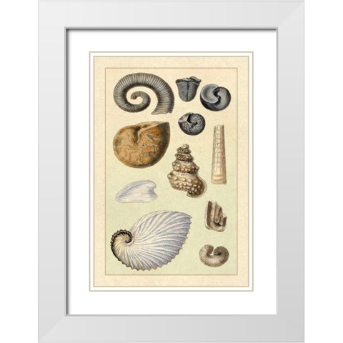 Shells: Ammonacea White Modern Wood Framed Art Print with Double Matting by Sowerby, G.B.