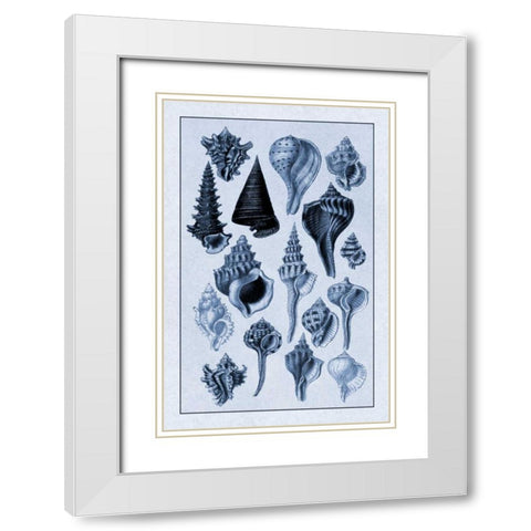 Shells: Trachelipoda #4 (Blue) White Modern Wood Framed Art Print with Double Matting by Sowerby, G.B.