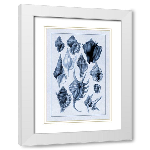 Shells: Trachelipoda #5 (Blue) White Modern Wood Framed Art Print with Double Matting by Sowerby, G.B.
