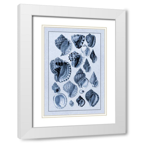 Shells: Purpurifera (Blue) White Modern Wood Framed Art Print with Double Matting by Sowerby, G.B.