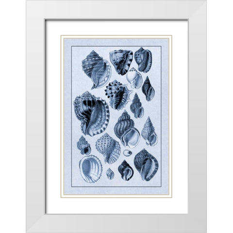 Shells: Purpurifera (Blue) White Modern Wood Framed Art Print with Double Matting by Sowerby, G.B.