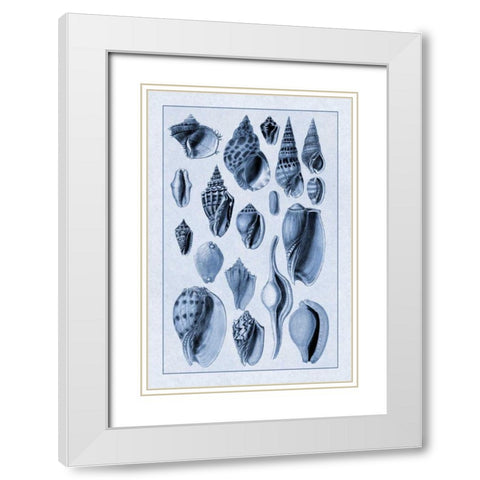 Shells: Trachelipoda #6 (Blue) White Modern Wood Framed Art Print with Double Matting by Sowerby, G.B.