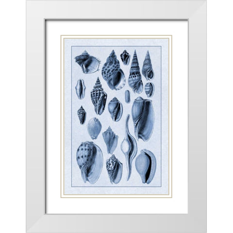 Shells: Trachelipoda #6 (Blue) White Modern Wood Framed Art Print with Double Matting by Sowerby, G.B.