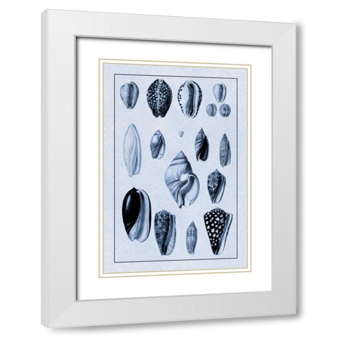 Shells: Convoltae and Orthocerata (Blue) White Modern Wood Framed Art Print with Double Matting by Sowerby, G.B.