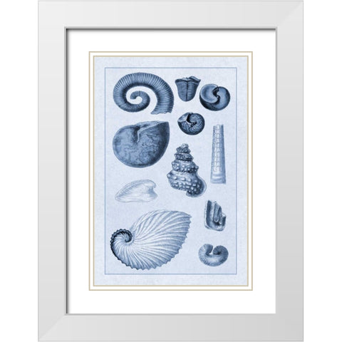 Shells: Ammonacea (Blue) White Modern Wood Framed Art Print with Double Matting by Sowerby, G.B.