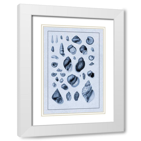 Shells: Sessile Cirripedes #2 (Blue) White Modern Wood Framed Art Print with Double Matting by Sowerby, G.B.